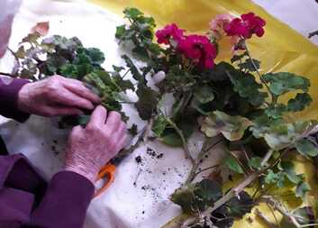 Příprava muškátů na zimu